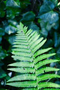 Close-up of fern leaves