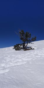 Tree on snow covered field against clear blue sky