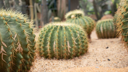 Close-up of cactus growing on field