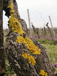 Close-up of tree trunk