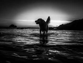 Silhouette dog on sea against sky during sunset