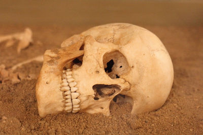 Close-up of human skull