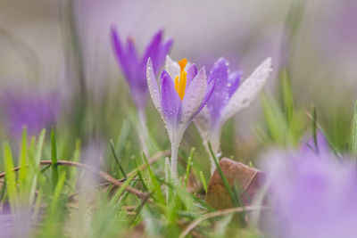 Close-up of purple crocus flowers on field
