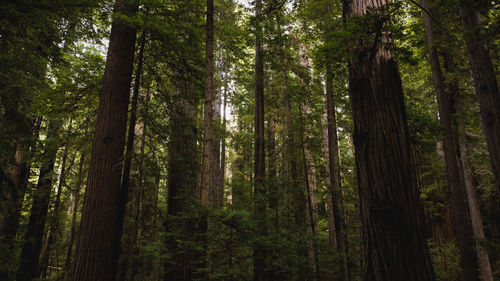 Low angle view of large redwood trees in forest