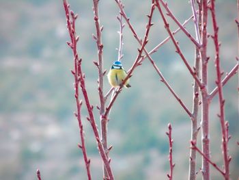 Close-up of bird perching on branch