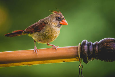 Close-up of bird perching on wood