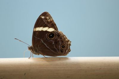 Close-up of butterfly on wood