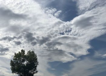 Low angle view of tree against sky