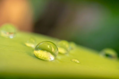 Close-up of water drops on leaf