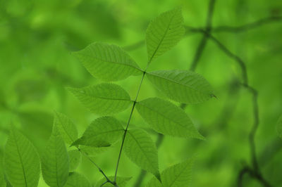 Close-up of fresh green leaves