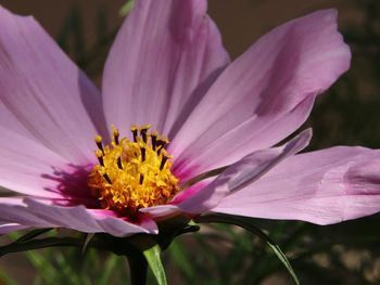 Close-up of pink flower
