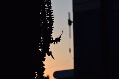 Close-up of silhouette plant against sky during sunset