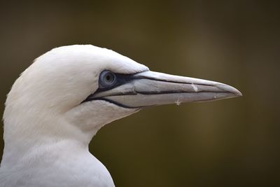 Close-up of a bird