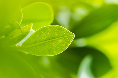 Close-up of green leaves