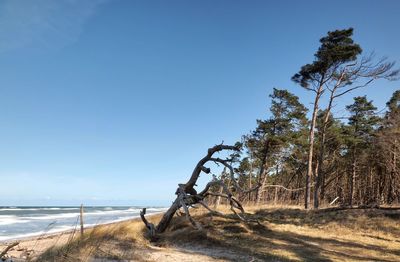 Scenic view of beach against clear blue sky