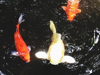 Close-up of koi fish in lake