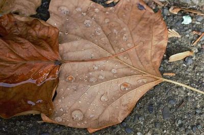 Close-up of leaves on water