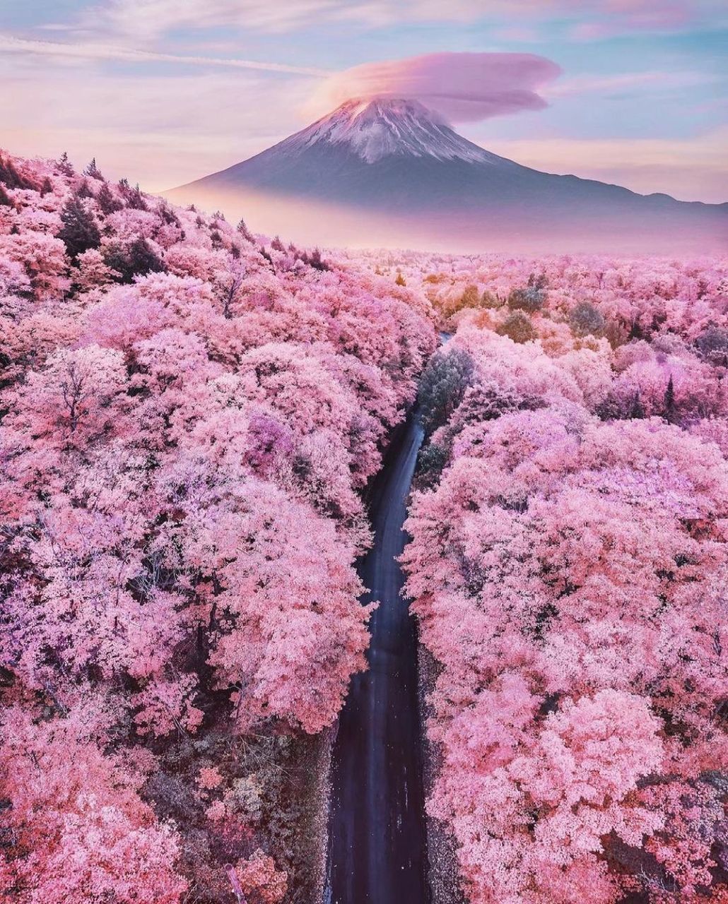 PINK FLOWERS ON LANDSCAPE