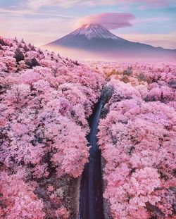 View of pink flowers on landscape