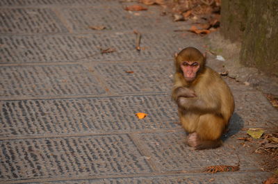 Monkey sitting outdoors