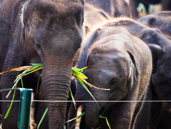 Close-up of elephant