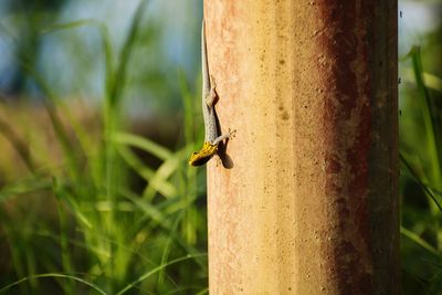 Close-up of insect on tree trunk