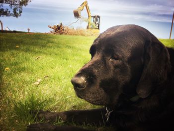 Close-up of dog on field against sky