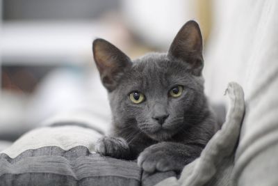 Close-up of cat resting