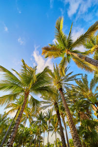 Low angle view of coconut palm tree against sky