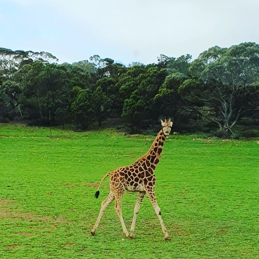 plant, animal, tree, animal themes, giraffe, mammal, animal wildlife, animals in the wild, green color, nature, one animal, land, vertebrate, grass, field, no people, day, growth, beauty in nature, herbivorous, animal neck