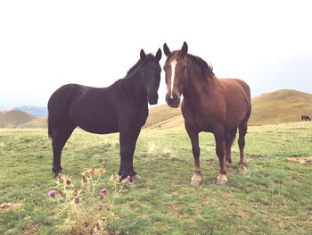 Horses standing in a field