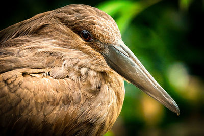 Close-up of a bird