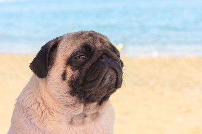 Close-up of a dog looking away