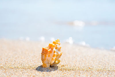 Close-up of shell on beach