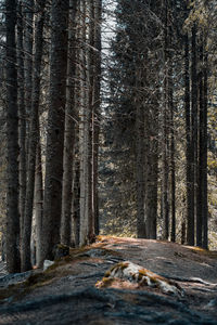 Trees in forest