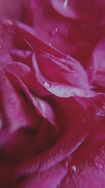 Macro shot of pink rose flower