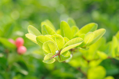 Close-up of green leaves on plant at field