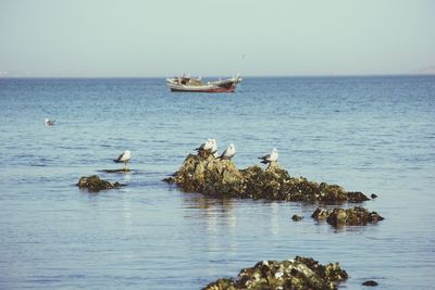 Birds on rock against boat in sea