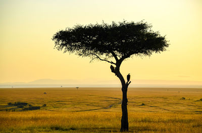 Tree on field against sky during sunset