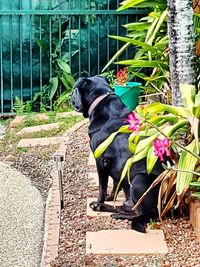 Dog on flower plant