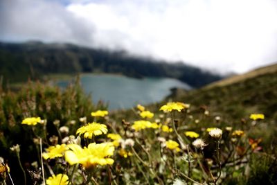 Close-up of yellow flowers blooming on field