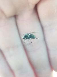 Close-up of insect on hand