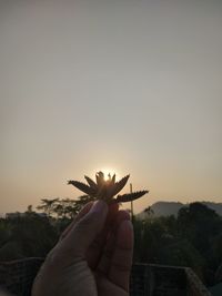 Close-up of hand holding plant against sky at sunset