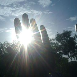 Sun shining through trees