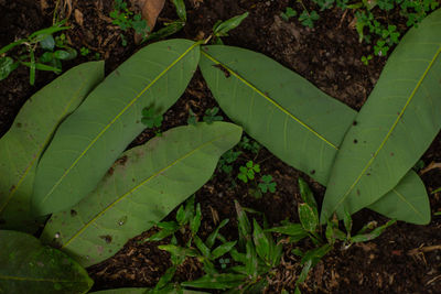 High angle view of plant growing on field