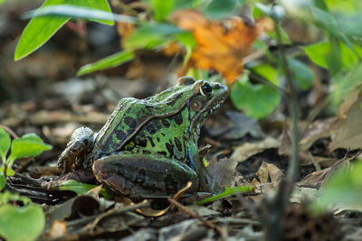 Close-up of lizard on plant