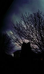 bare tree
