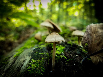 Close-up of mushroom growing in forest