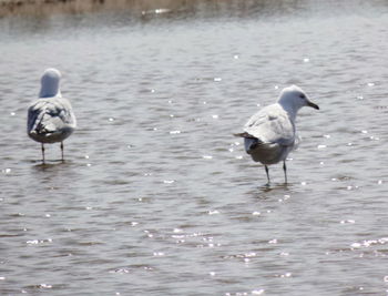 Seagulls on a lake