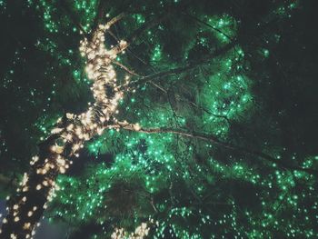 Low angle view of illuminated tree against sky at night